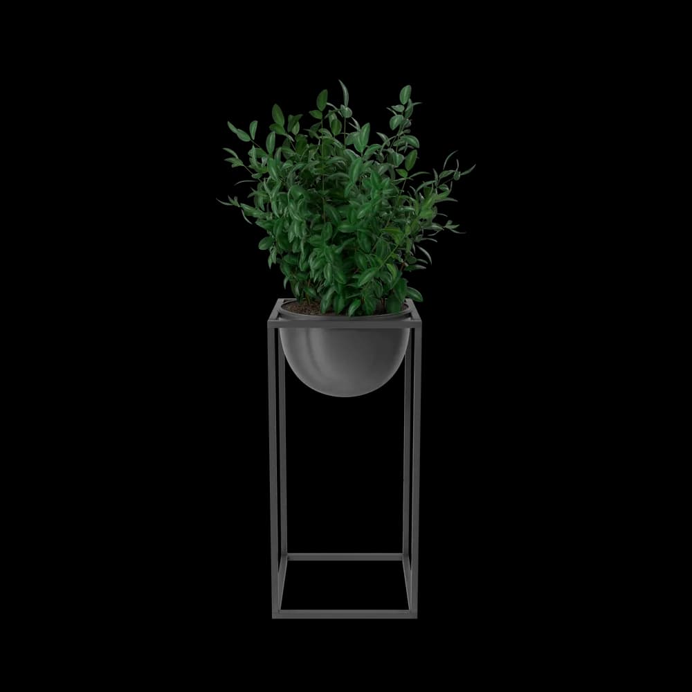 House Showpiece Plant thumbnail 1
