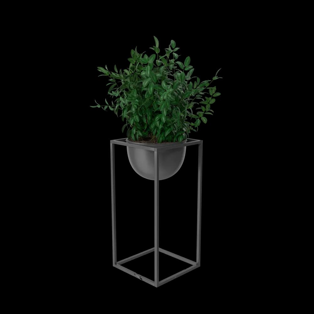 House Showpiece Plant thumbnail 3